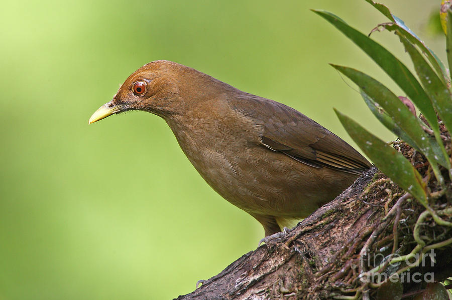 Clay-colored Thrush Photograph by Jean-Luc Baron