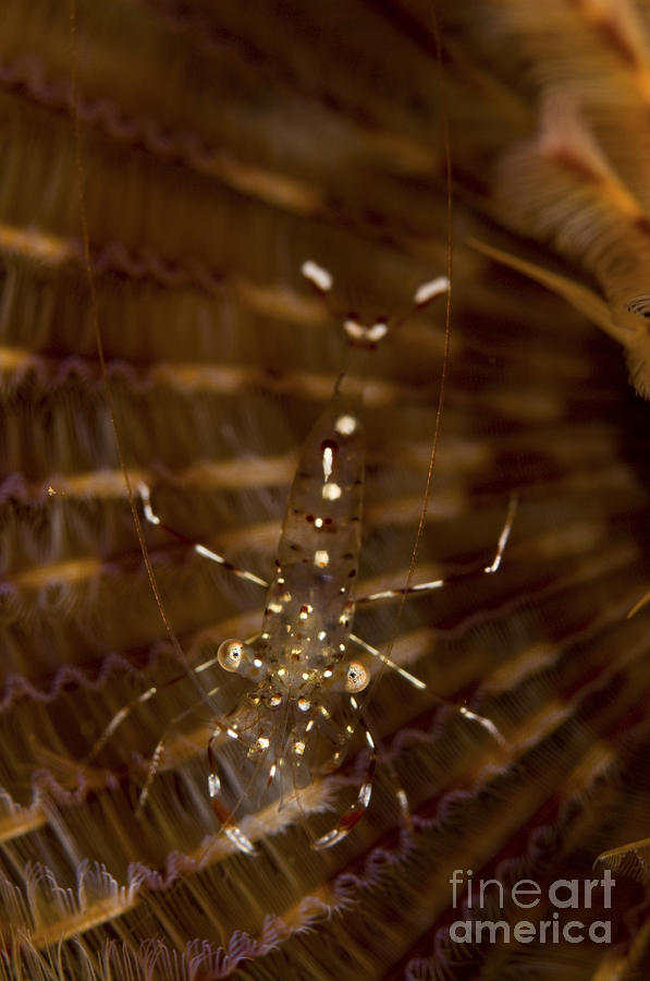 Cleaner Shrimp On Christmas Tree Worm Photograph
