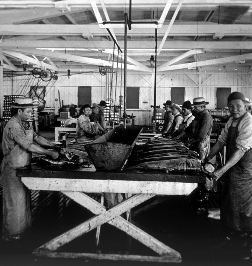 Fish Photograph - Cleaning Salmon In Astoria, Oregon, C by Everett