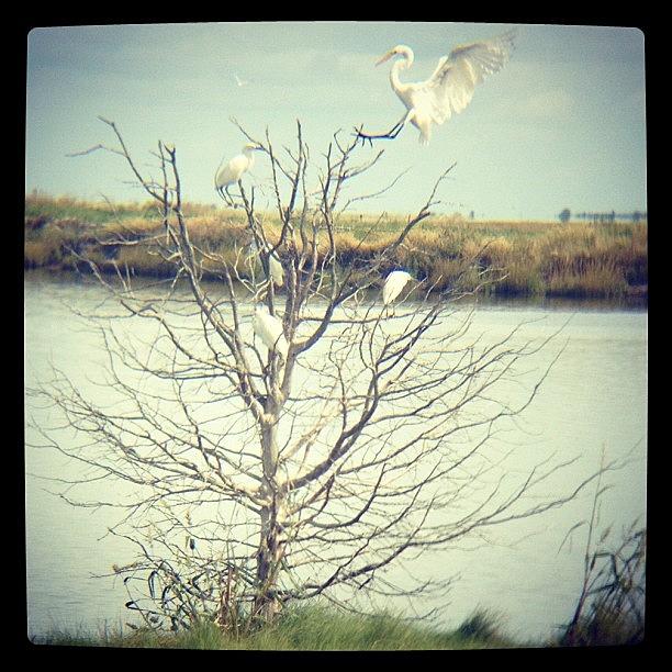 Egret Photograph - Cleared For Landing!
#igers #instagram by Tim Paul