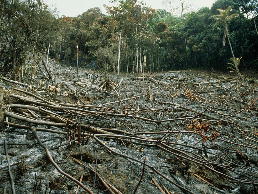 Clearing Of The Rainforest (deforestation) Photograph by Dr Morley Read