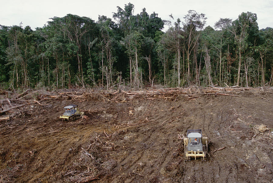 Clearing Of Tropical Rainforest South Photograph by Gerry Ellis