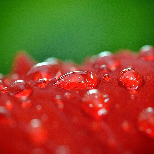 Beautiful Photograph - Clearly Red And Green ;-) #webstagram by Tanya Sperling