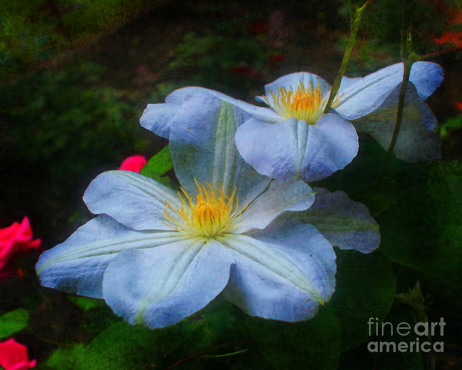 Clematis Flowers Altered Photograph by Smilin Eyes Treasures