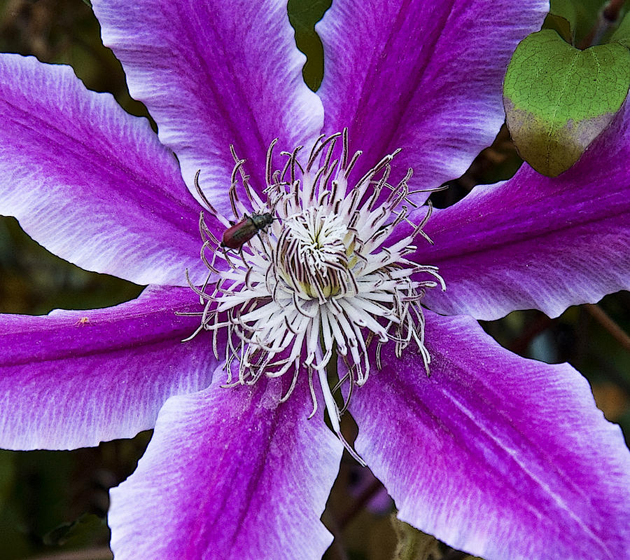 Clematis and Friend II Photograph by Michael Friedman
