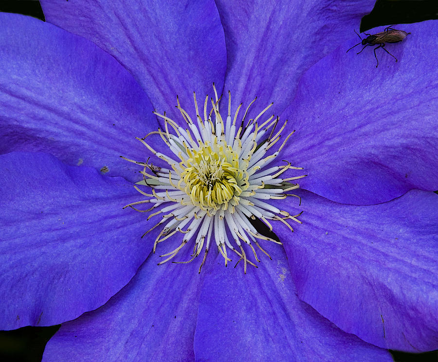 Clematis and Friend Photograph by Michael Friedman