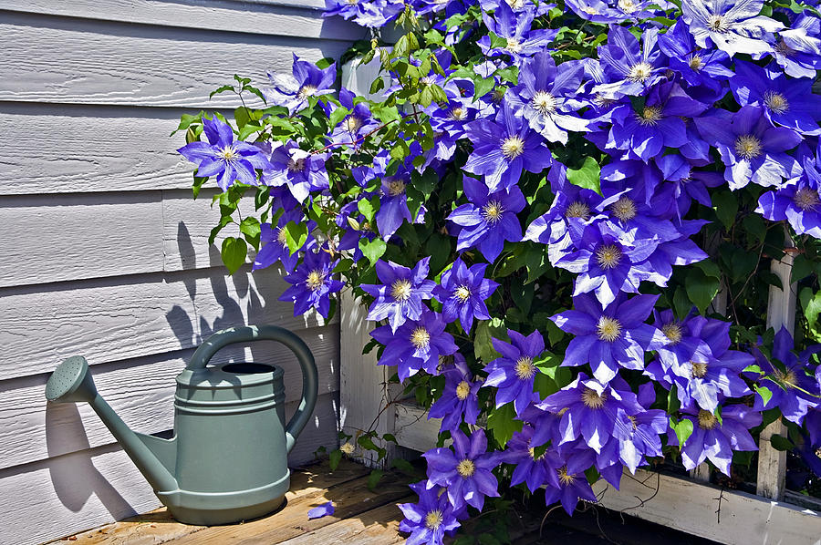 Nature Photograph - Clematis and Watering Can by Susan Leggett