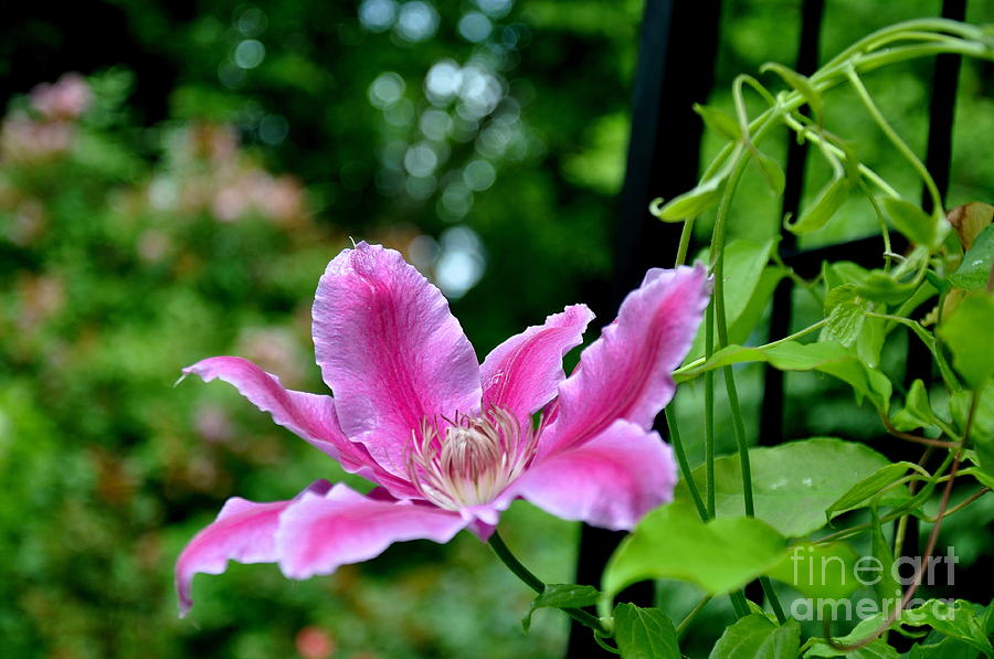 Clematis Bloom Photograph by Tatyana Searcy