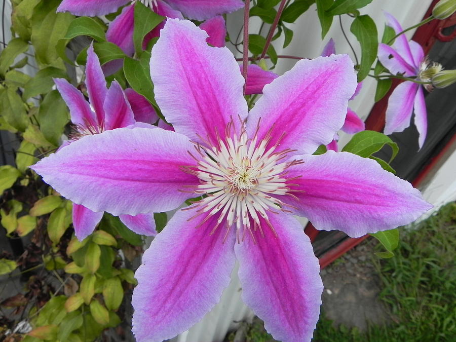Clematis Photograph by Christine Lathrop