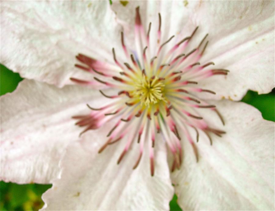 Clematis Close and Cuddly Photograph by Randy Rosenberger