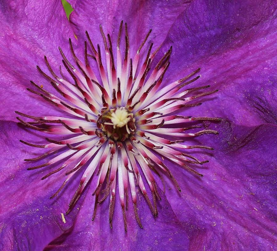 Clematis Close-Up Photograph by Bruce Bley