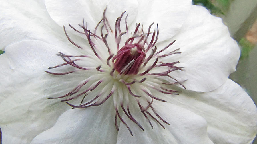 Spring Photograph - Clematis by Elisia Cosentino