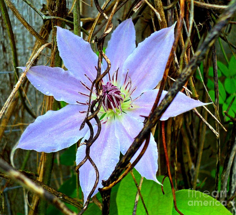 Clematis First Bloom Photograph by Padre Art