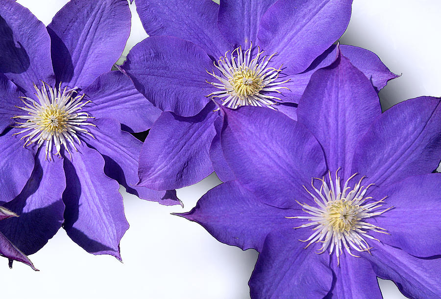 Clematis flowers Photograph by Emanuel Tanjala