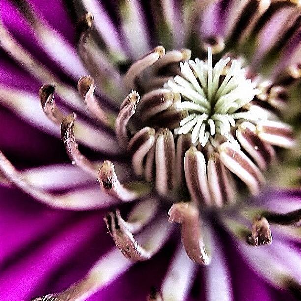 Clematis For The #macro_power_hour Photograph by Rebekah Moody