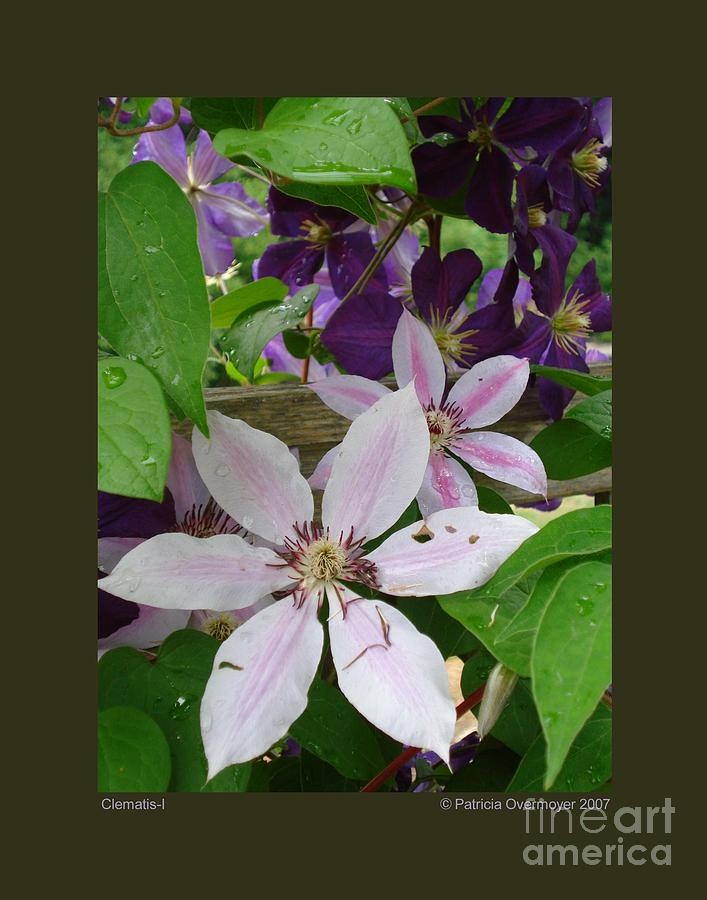 Clematis-I Photograph by Patricia Overmoyer
