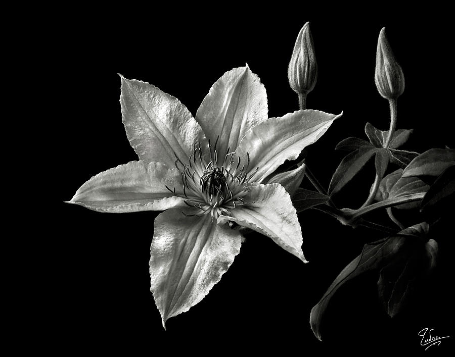 Flower Photograph - Clematis in Black and White by Endre Balogh