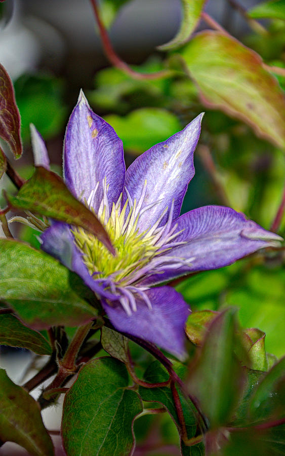 Clematis Photograph by Janice Adomeit