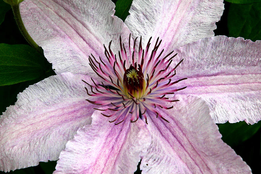 Spectacular Pink Clematis Photograph by Jean Noren