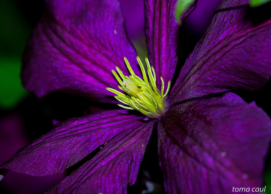 Clematis Macro Photograph by Toma Caul