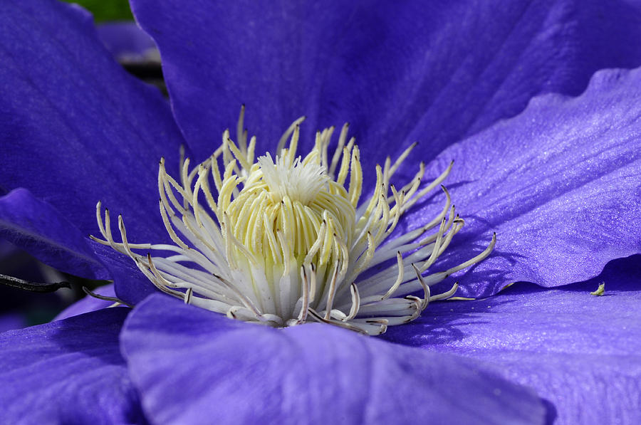 Clematis One Photograph by Wanda Brandon