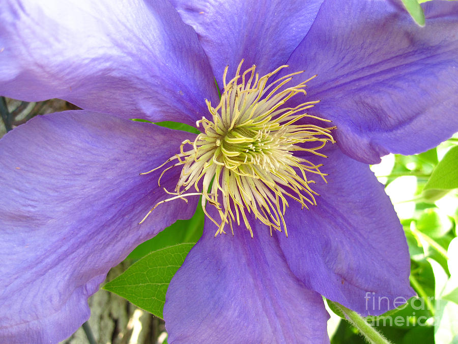 Clematis Ramona Photograph by Addie Hocynec