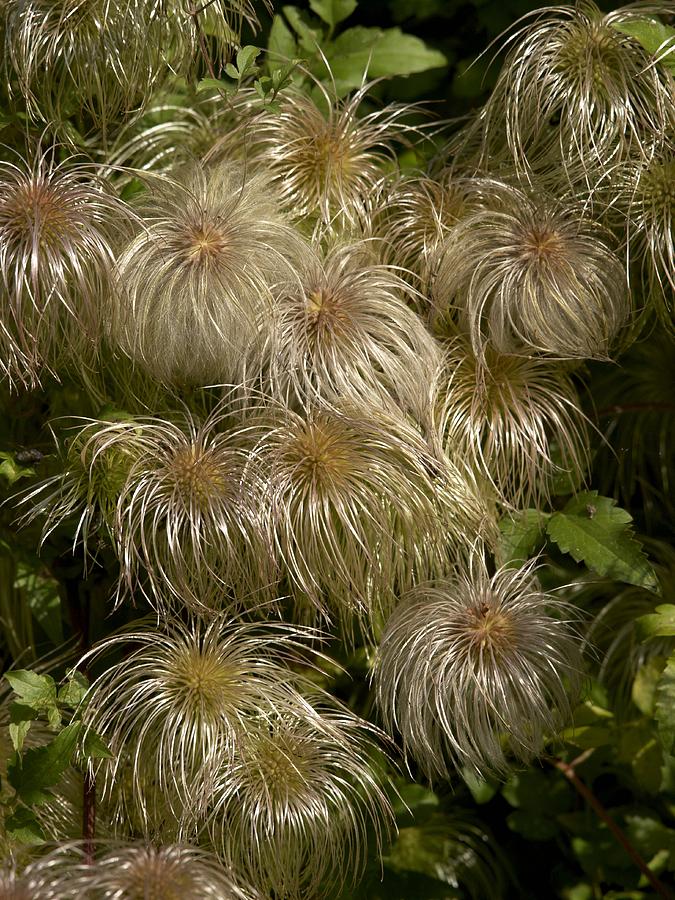 Clematis Seed Heads (clematis Tangutica) Photograph by Adrian Bicker ...