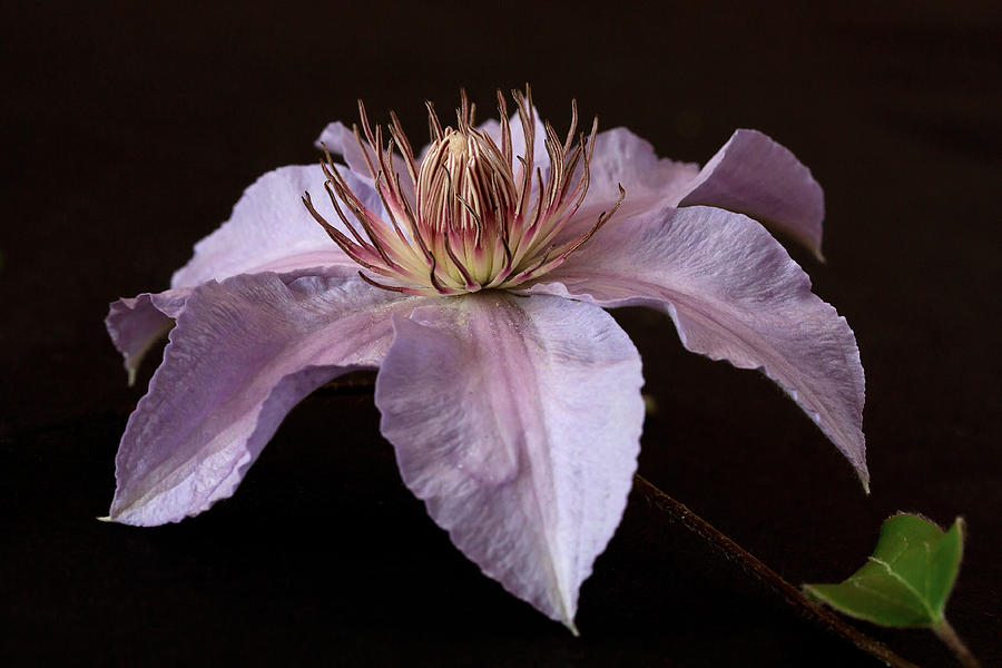Clematis Photograph by Shirley Mitchell