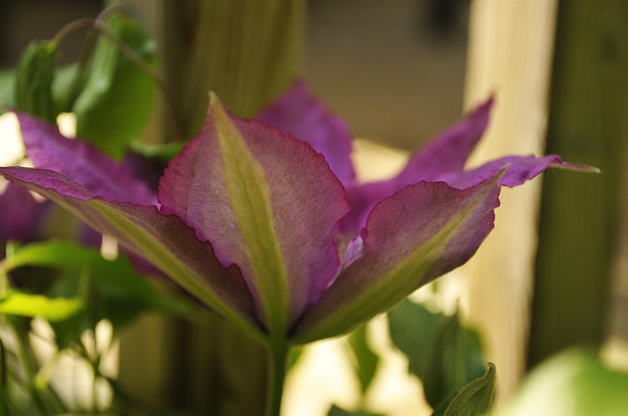 Clematis Side View Photograph