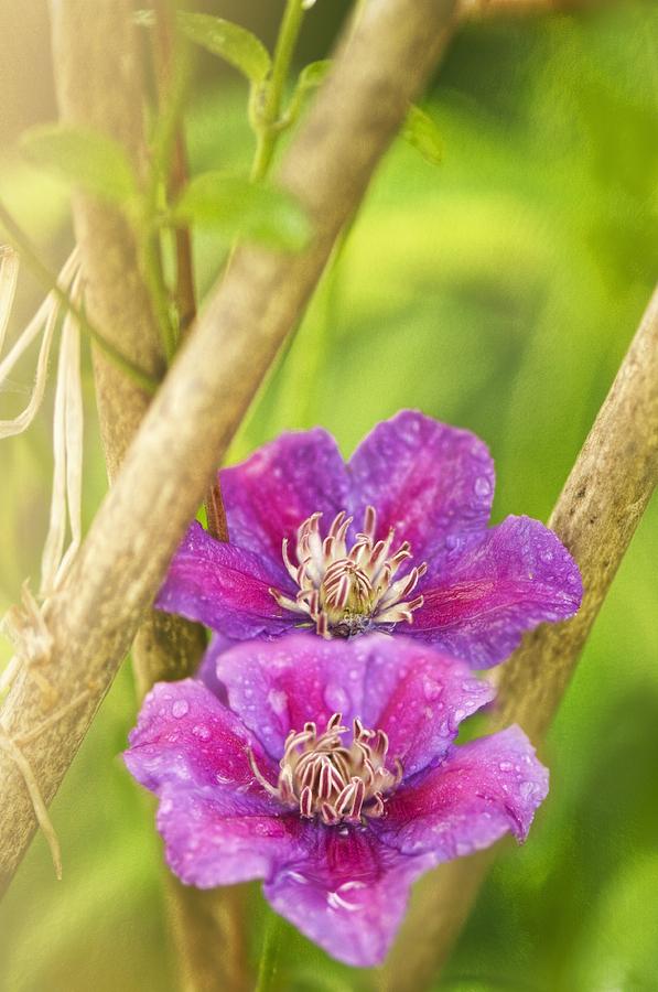 Clematis Sp Photograph by Maria Mosolova - Fine Art America