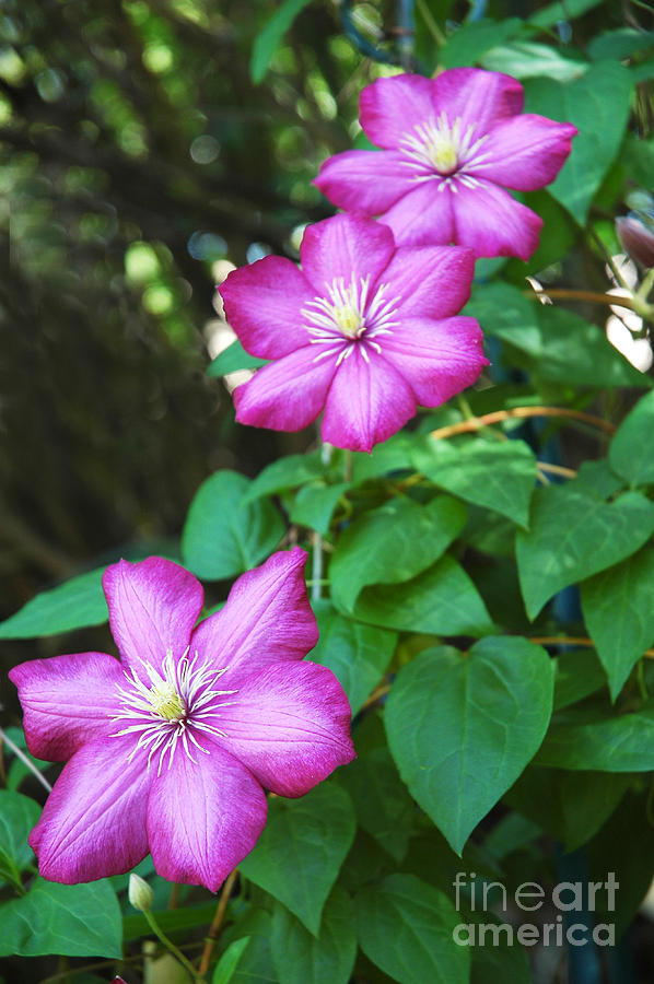 Clematis Trio Photograph by Bob and Nancy Kendrick