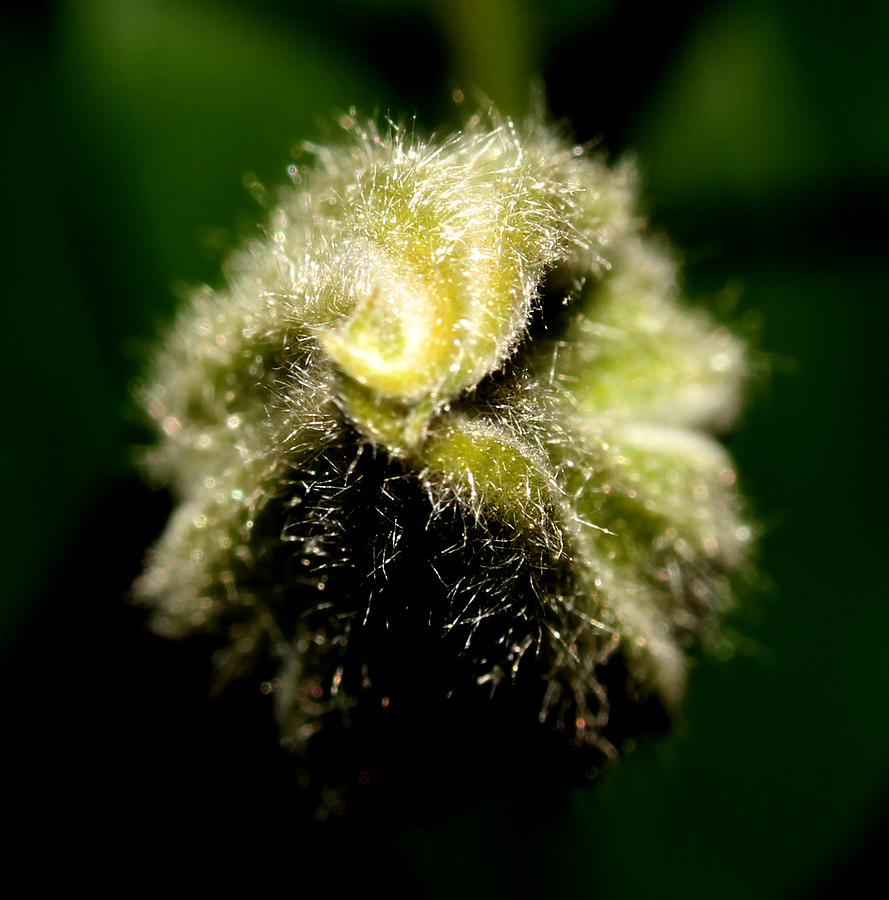 Clematis unopened Blossom Photograph by Robert Morin