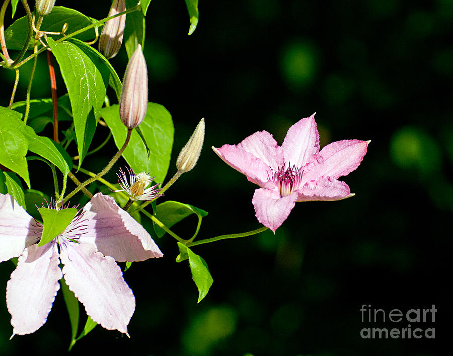 Clematis Vine Photograph by Jean A Chang