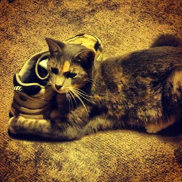 Cat Photograph - Cleo Is Snuggled With My Dads Shoe by Kaity Craven