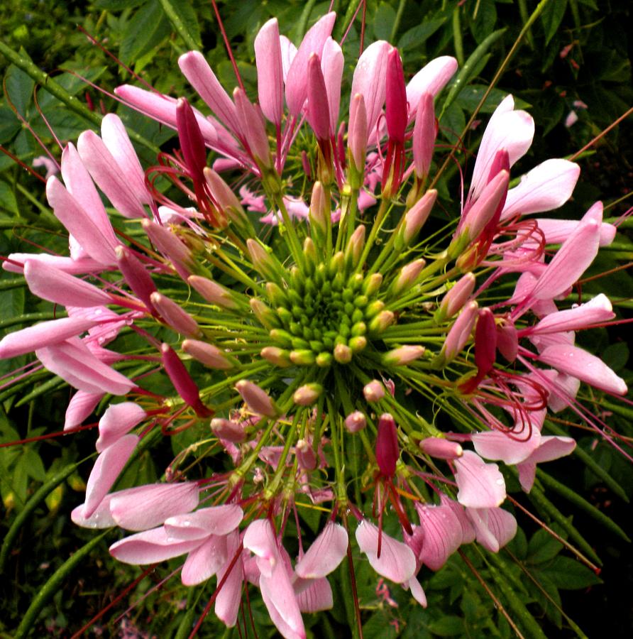 Cleome Painting by Renate Wesley