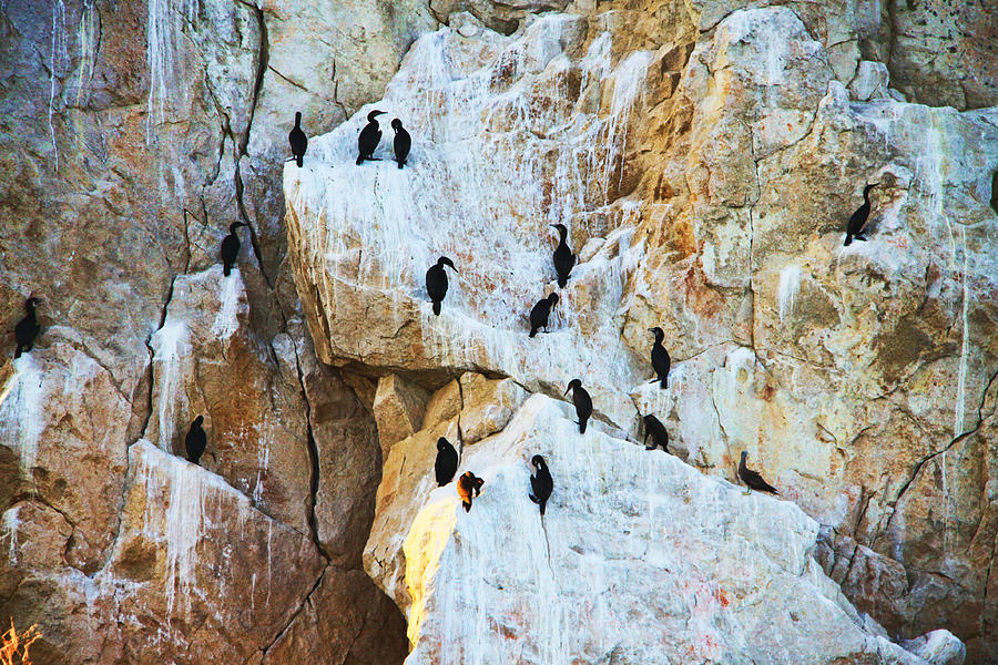 Cliff of birds.Mexico Photograph by Sergey and Svetlana Nassyrov