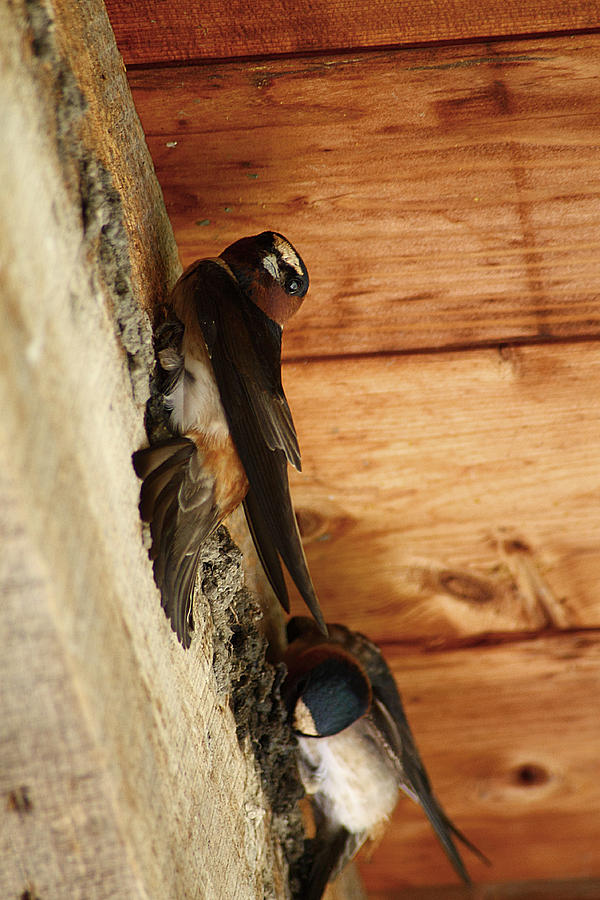 Cliff Swallows 1 Photograph by Scott Hovind