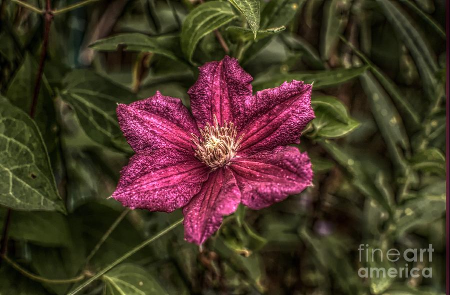 Clematis Photograph - Climaxing Clematis by The Stone Age