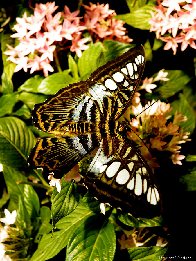 Clipper Butterfly 2 Photograph by Kimmary MacLean