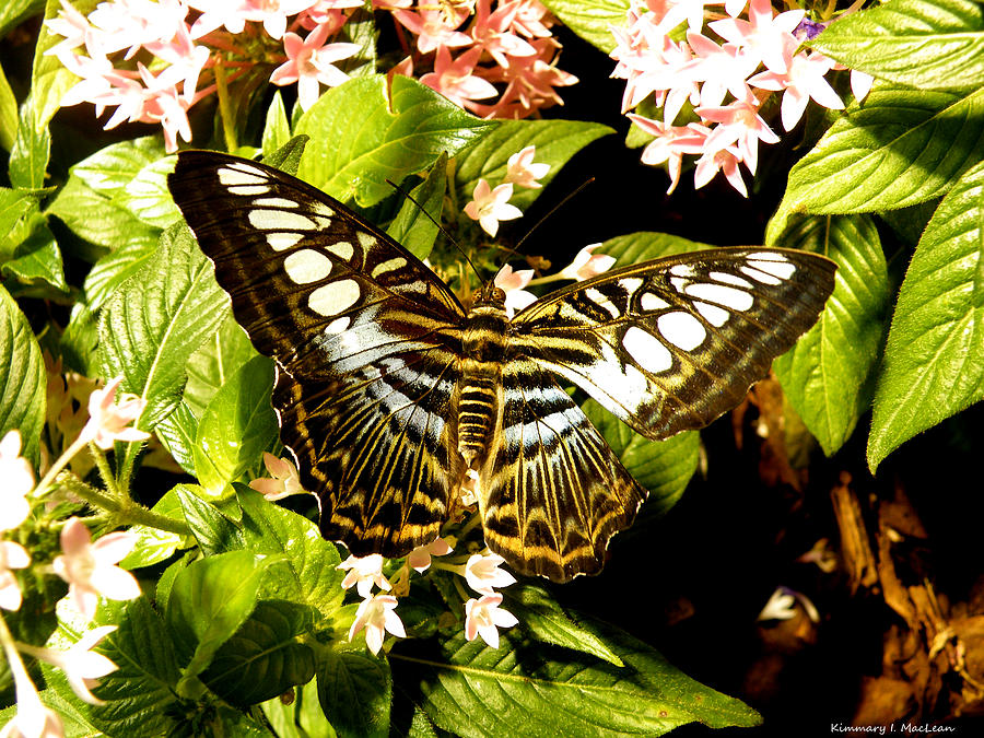 Clipper Butterfly Photograph by Kimmary MacLean