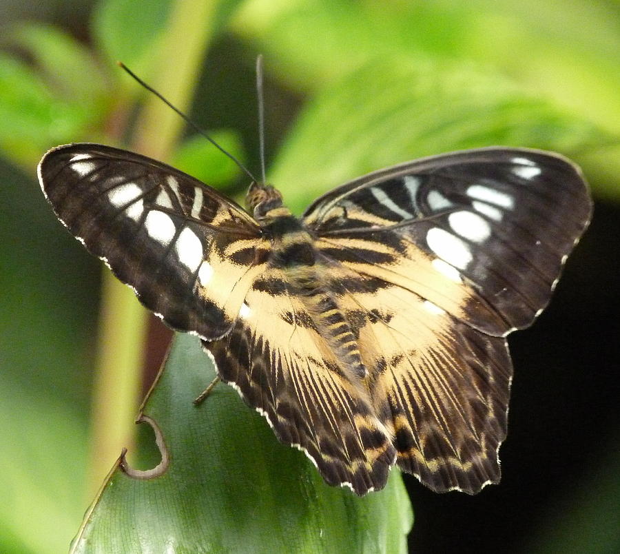 Clipper Butterfly Photograph by Lynn Bolt