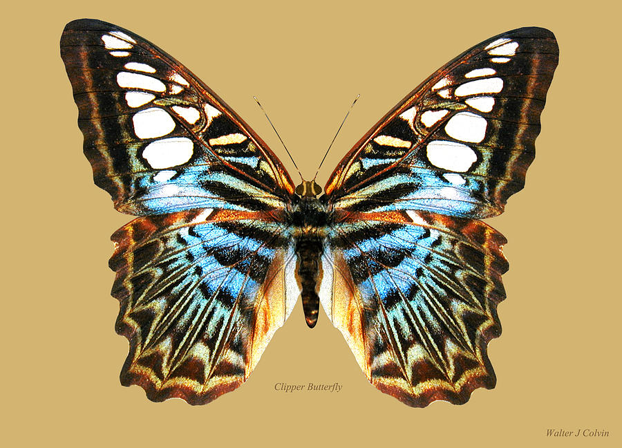 Clipper Butterfly Digital Art by Walter Colvin