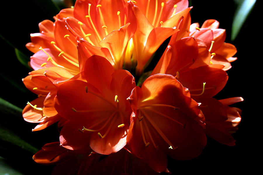 Clivia Bloom #2 Photograph by PIXELS  XPOSED Ralph A Ledergerber Photography