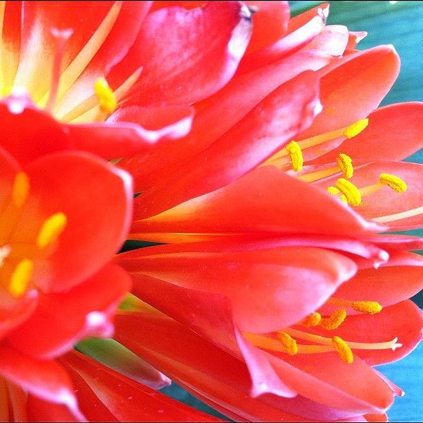 Flowers Still Life Photograph - Clivia Blossom.... A Treasured Gift by Vicki Damato