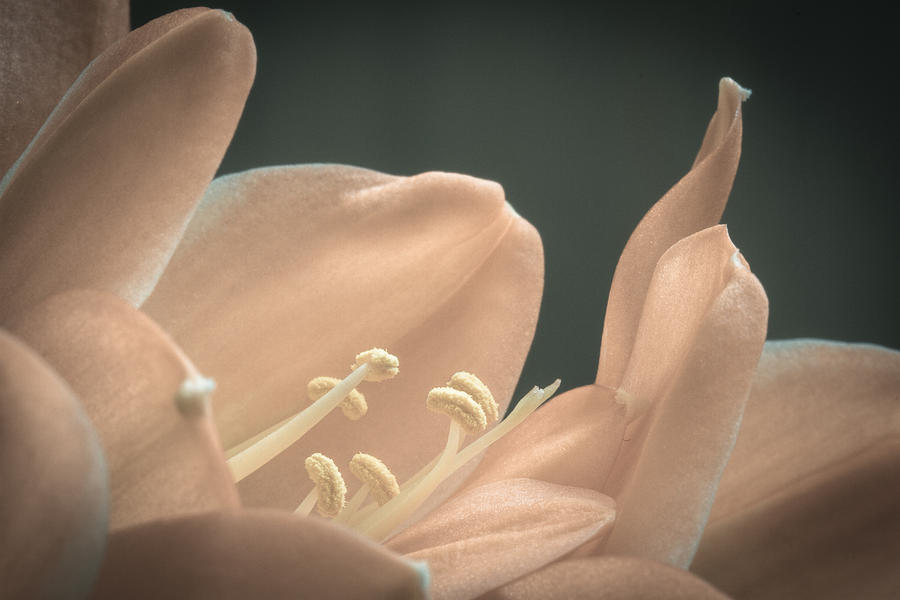 Clivia miniata Photograph by Andreas Levi