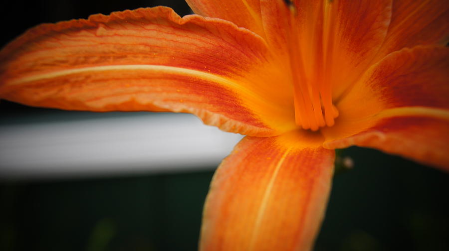 Flower Photograph - Close For Comfort by Tristan Bosworth