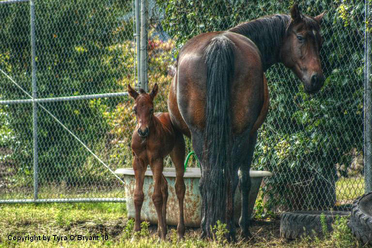 Horse Photograph - Close To Mama by Tyra  OBryant