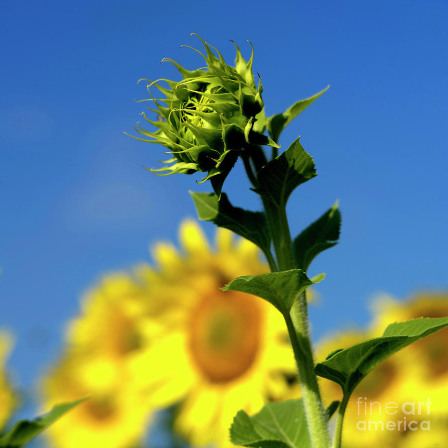Horizontal Photograph - Close uo of sunflower by Bernard Jaubert