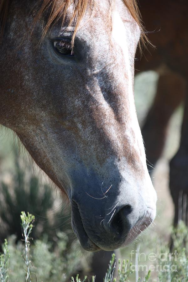 Close Up Beauty - Monero Mustangs Sanctuary Photograph by Veronica Batterson