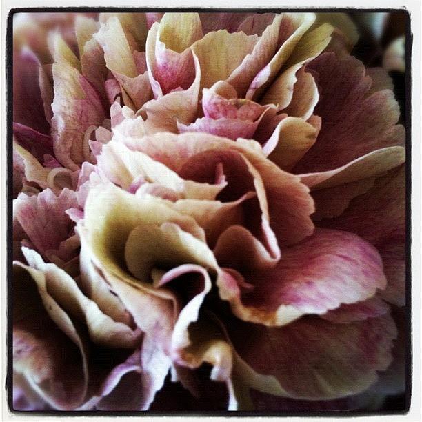 Close Up Carnation Flower Photograph by Andy Hill